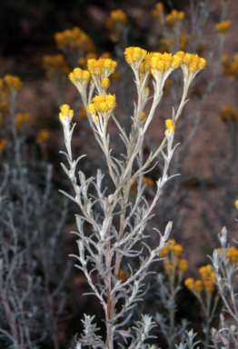 APII jpeg image of Chrysocephalum semipapposum  © contact APII