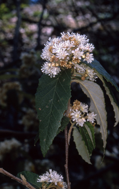 APII jpeg image of Androcalva fraseri  © contact APII