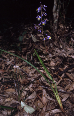 APII jpeg image of Dianella caerulea var. caerulea  © contact APII