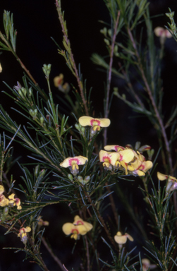 APII jpeg image of Dillwynia glaberrima  © contact APII