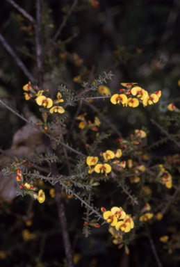 APII jpeg image of Dillwynia parvifolia  © contact APII