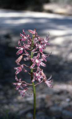 APII jpeg image of Dipodium variegatum  © contact APII