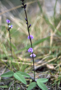 APII jpeg image of Glycine tabacina  © contact APII