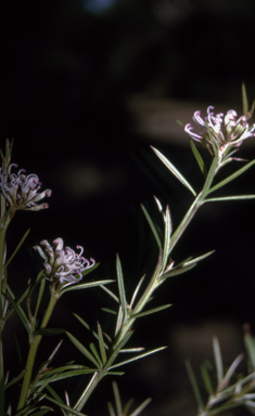 APII jpeg image of Grevillea patulifolia  © contact APII