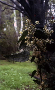 APII jpeg image of Gynatrix pulchella  © contact APII