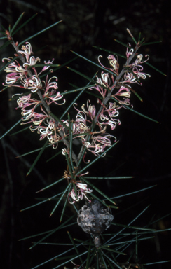 APII jpeg image of Hakea decurrens subsp. physocarpa  © contact APII