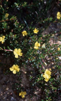 APII jpeg image of Hibbertia empetrifolia subsp. empetrifolia  © contact APII