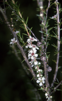APII jpeg image of Leptospermum juniperinum  © contact APII