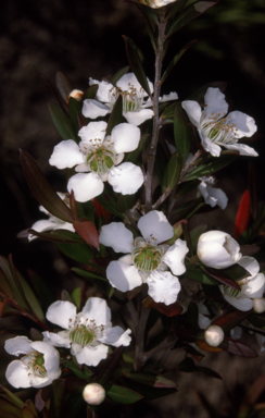 APII jpeg image of Leptospermum morrisonii  © contact APII