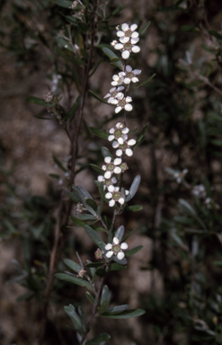 APII jpeg image of Leptospermum myrsinoides  © contact APII