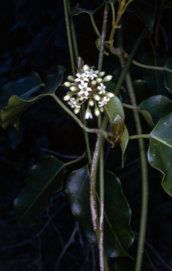 APII jpeg image of Leichhardtia rostrata  © contact APII
