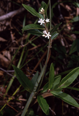 APII jpeg image of Leichhardtia suaveolens  © contact APII