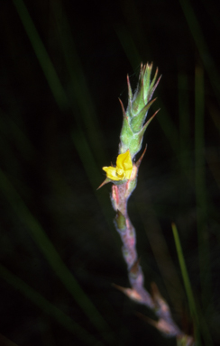 APII jpeg image of Philydrum lanuginosum  © contact APII