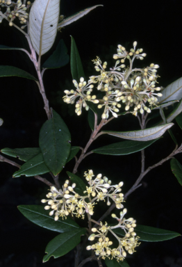 APII jpeg image of Pomaderris parrisiae  © contact APII