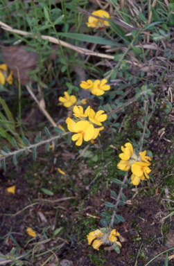 APII jpeg image of Pultenaea polifolia  © contact APII