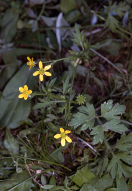 APII jpeg image of Ranunculus plebeius  © contact APII