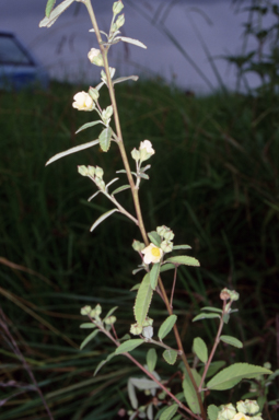 APII jpeg image of Sida rhombifolia  © contact APII