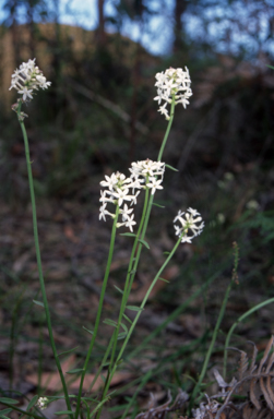 APII jpeg image of Stackhousia monogyna  © contact APII