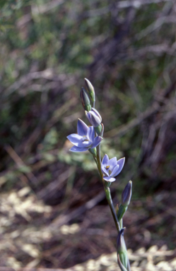 APII jpeg image of Thelymitra media  © contact APII