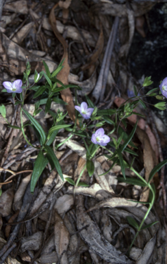 APII jpeg image of Veronica gracilis  © contact APII