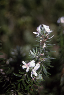 APII jpeg image of Westringia fruticosa  © contact APII