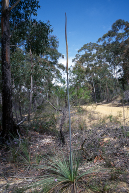 APII jpeg image of Xanthorrhoea concava  © contact APII