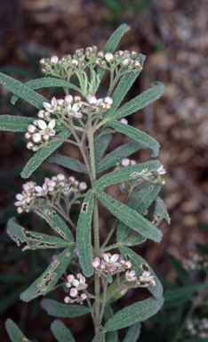 APII jpeg image of Zieria buxijugum  © contact APII