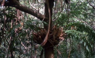 APII jpeg image of Drynaria  © contact APII