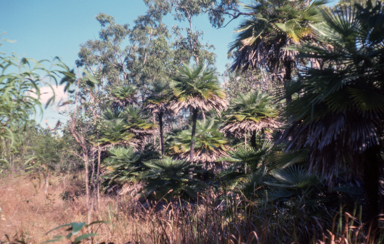 APII jpeg image of Livistona muelleri  © contact APII