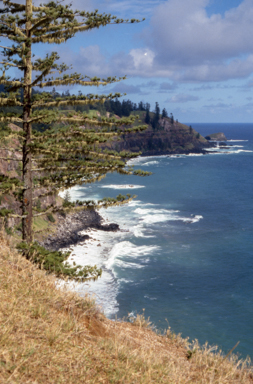 APII jpeg image of Araucaria heterophylla  © contact APII