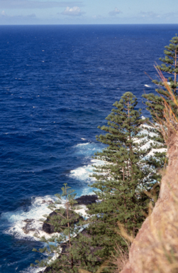 APII jpeg image of Araucaria heterophylla  © contact APII