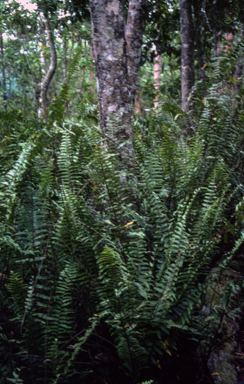 APII jpeg image of Nephrolepis  © contact APII