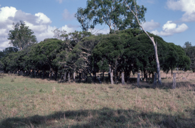 APII jpeg image of Melaleuca irbyana  © contact APII