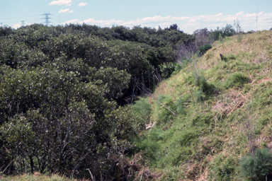 APII jpeg image of Deyeuxia appressa  © contact APII