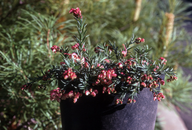 APII jpeg image of Grevillea rosmarinifolia 'Rocky Rolla'  © contact APII