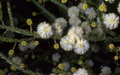 APII jpeg image of Acacia brunoides subsp. brunoides  © contact APII