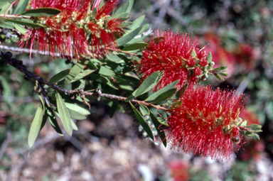 APII jpeg image of Callistemon citrinus  © contact APII