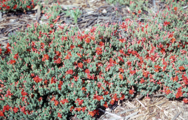 APII jpeg image of Lechenaultia formosa  © contact APII
