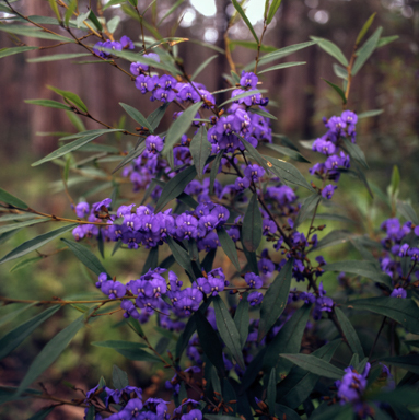 APII jpeg image of Hovea  © contact APII