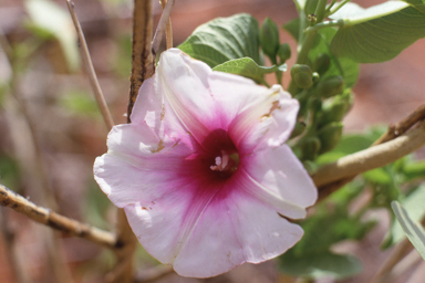 APII jpeg image of Ipomoea costata  © contact APII