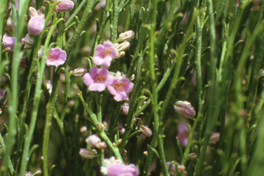 APII jpeg image of Eremophila dempsteri  © contact APII