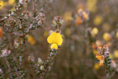 APII jpeg image of Pultenaea elachista  © contact APII
