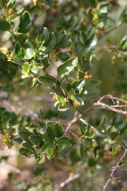 APII jpeg image of Eremophila serrulata  © contact APII