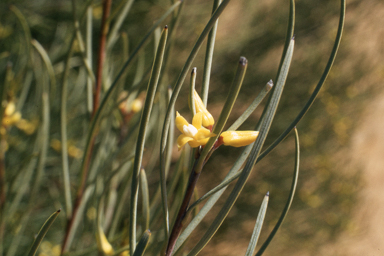APII jpeg image of Persoonia saundersiana  © contact APII