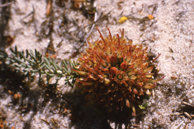 APII jpeg image of Darwinia virescens  © contact APII
