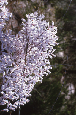 APII jpeg image of Conospermum incurvum  © contact APII