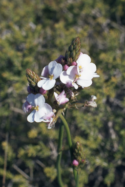 APII jpeg image of Stylidium scariosum  © contact APII