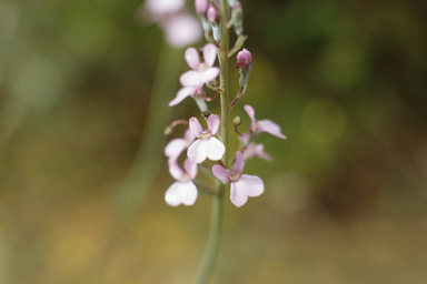 APII jpeg image of Stylidium brunonianum  © contact APII