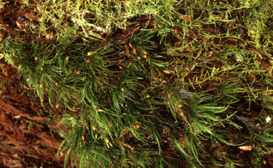 APII jpeg image of Dicranoloma menziesii  © contact APII