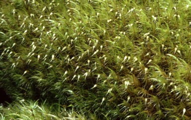 APII jpeg image of Dicranoloma robusta  © contact APII